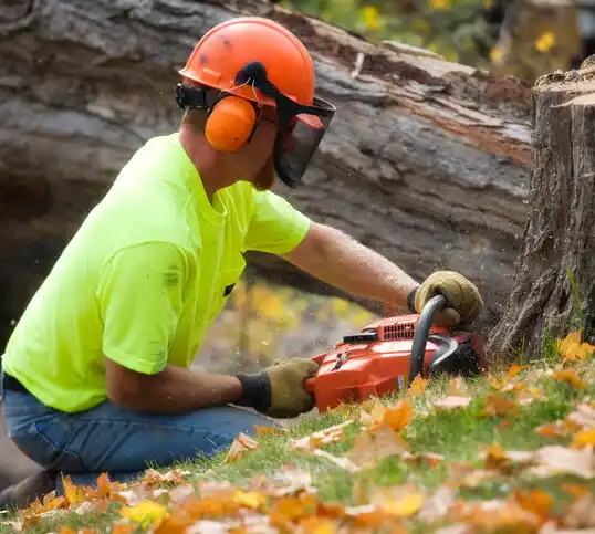 tree services Birch Tree